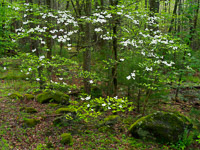 dogwood-cades-cove-great-smoky-mountains-national-park-tennessee.jpg