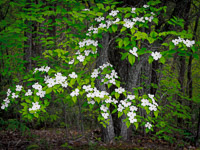 dogwood-foothills-parkway-great-smoky-mountains-national-park-tennessee.jpg