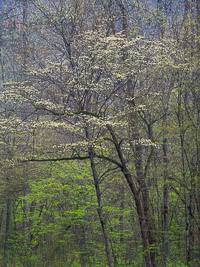 dogwood-rain-great-smoky-mountains-north-carolina.jpg