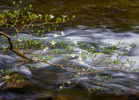 flowering-dogwood-branch-little-river-great-smoky-mountains-tennessee.jpg