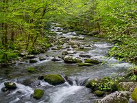 spring-foliage-little-river-2-great-smoky-mountains-national-park-tennessee.jpg