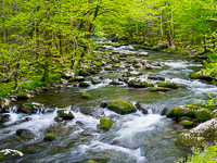 spring-foliage-little-river-great-smoky-mountains-national-park-tennessee.jpg