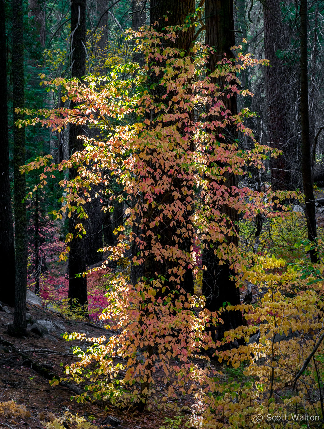 Backlit-Fall-Leaves-Sierra-Forest-Yosemite-California.jpg
