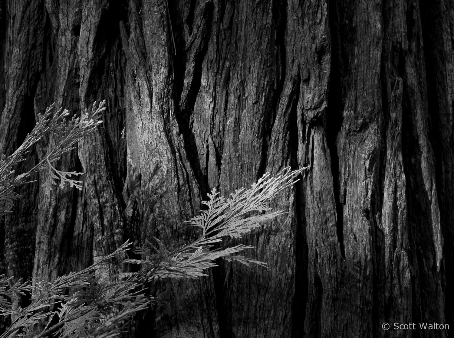 Cedar-Bark-Patterns-BW-Yosemite-California.jpg
