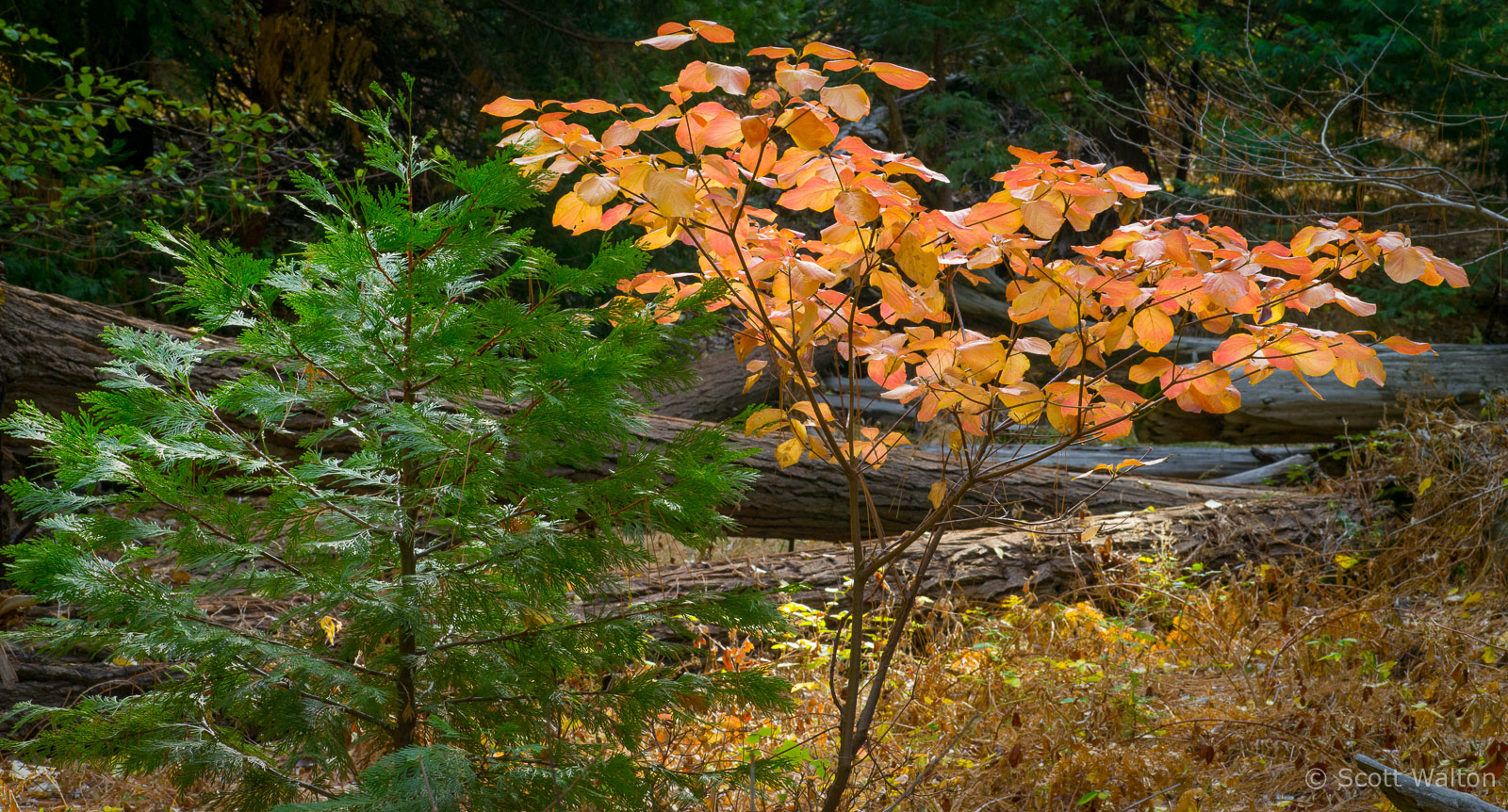 Dogwood-Cedar-Yosemite-California-Edit.jpg