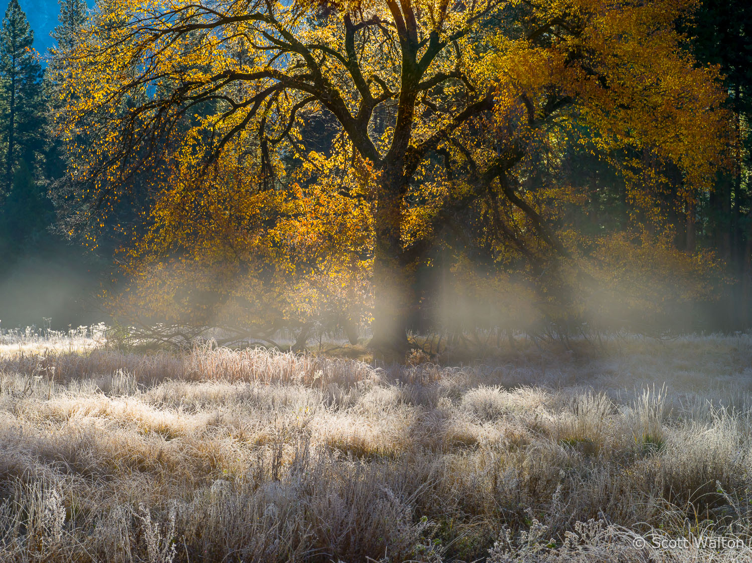 Elm-Fog-Beams-Frost-Cooks-Meadow-Yosemite-California.jpg