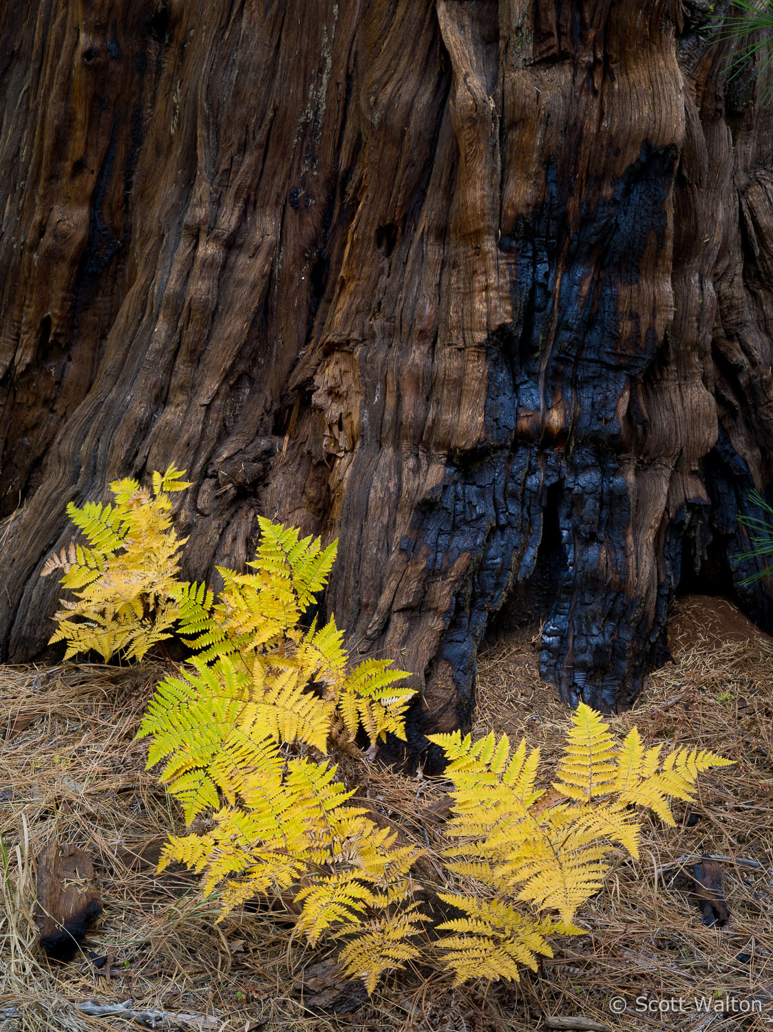 Ferns-Forest-Burn-Fall-Yosemite-California.jpg