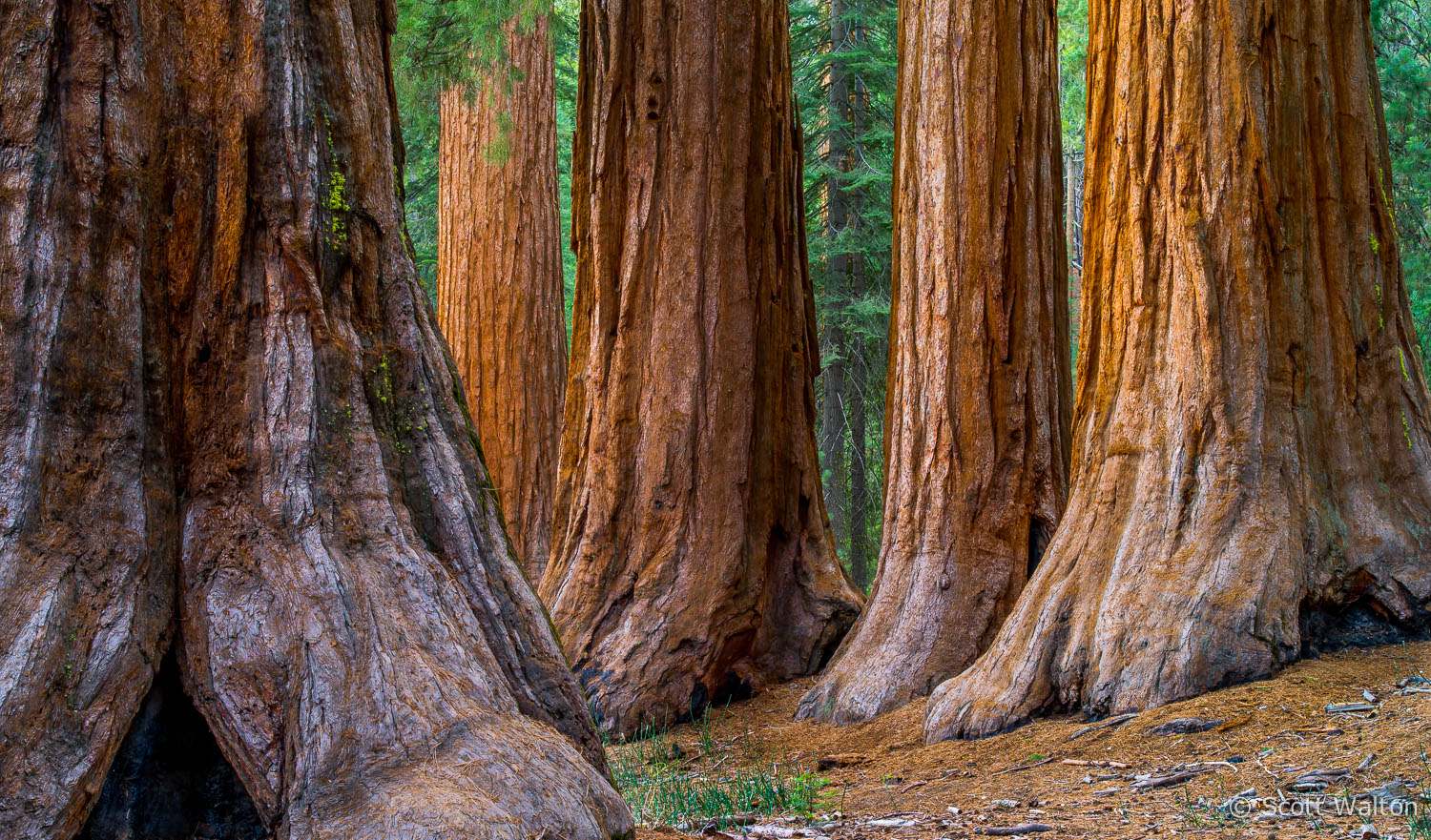 Giant-Sequoia-Mariposa-Grove-Pano-Yosemite-California.jpg