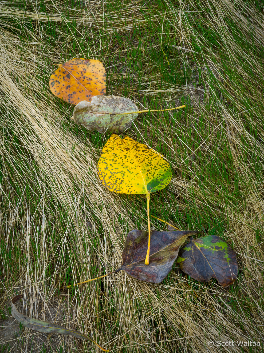 Grass-and-Leaves-Fall-sm-Yosemite-California.jpg