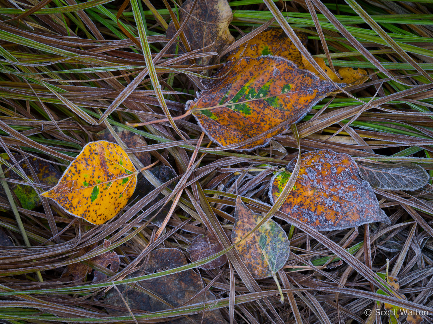 Leaves-Grass-Frost-LG-Yosemite-California.jpg