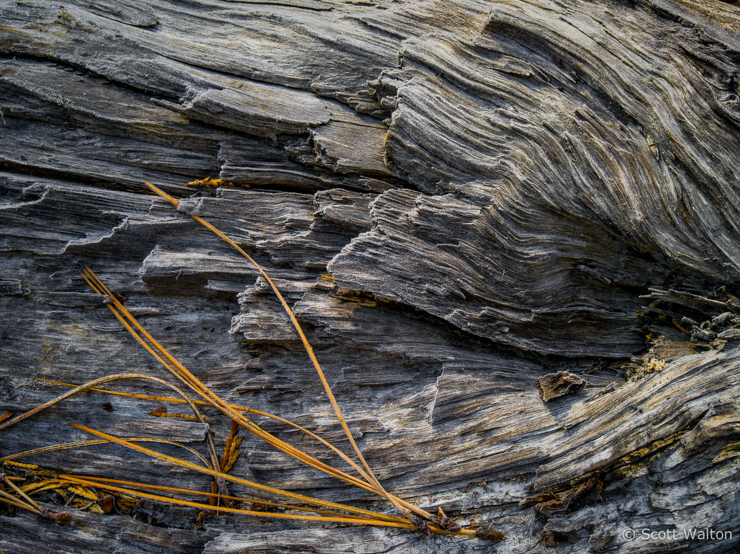 Pine-Needle-Detail-Yosemite-California.jpg