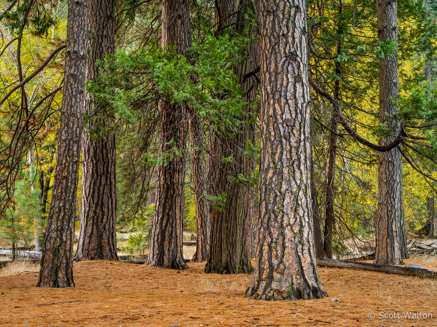 Tree-Group-Autumn-Yosemite-California.jpg