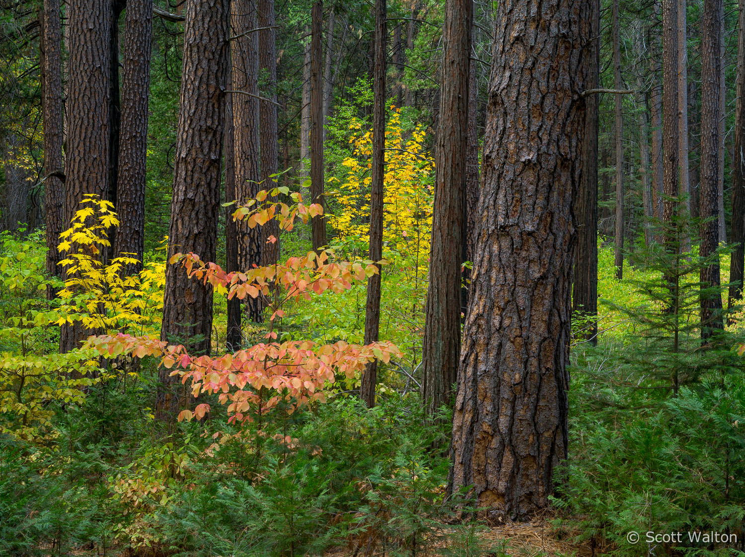 Valleyview-Forest-Detail-Dogwood-Yosemite-California.jpg