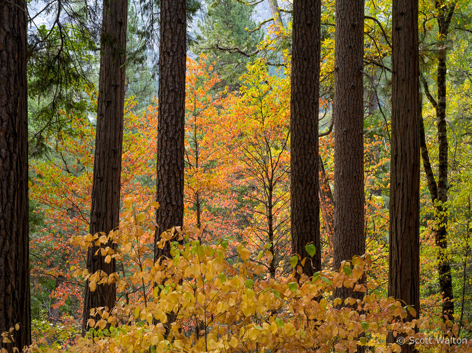 Yosemite-Forest-PIllars-California.jpg