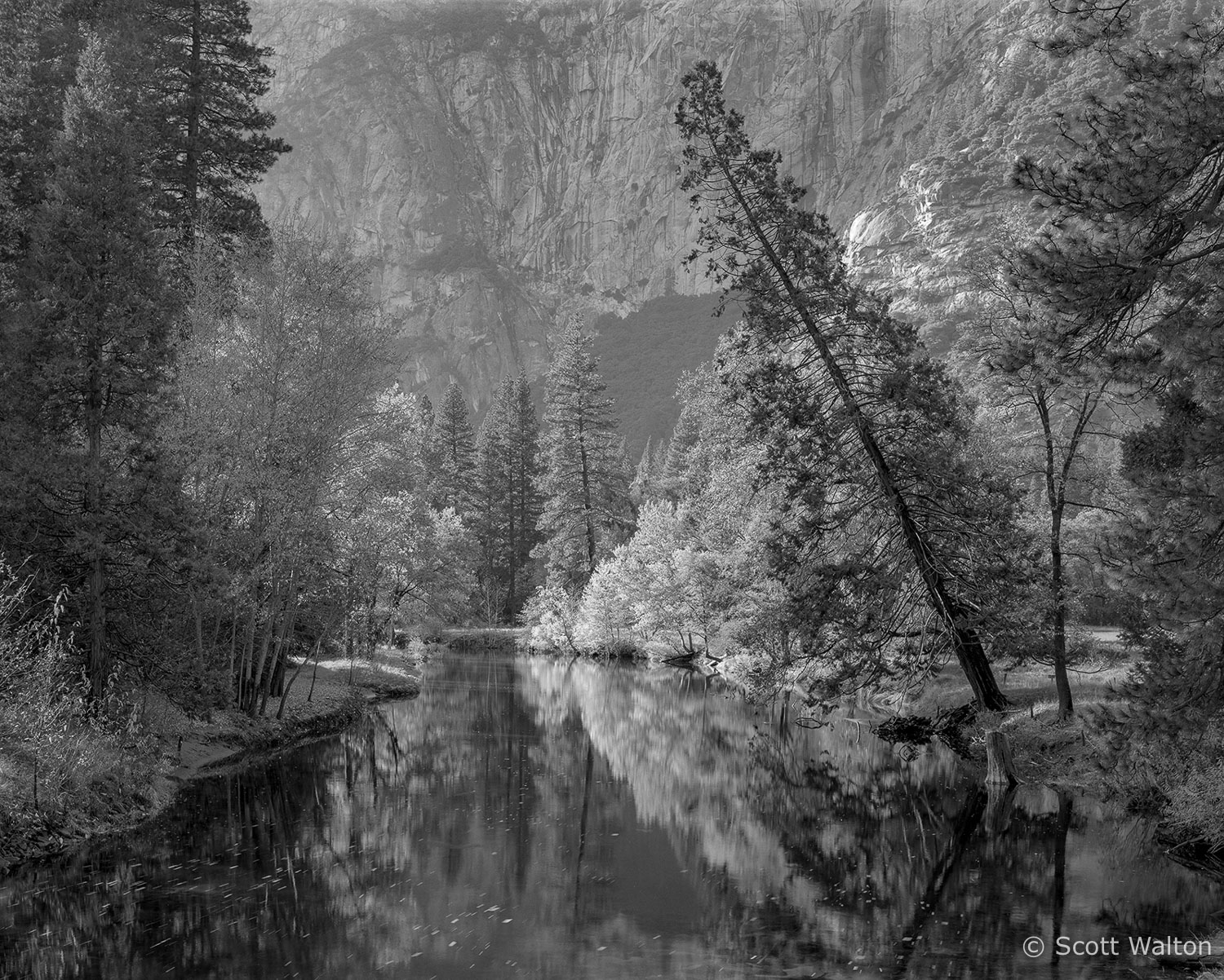 YosemiteValleyMercedLeaningTreeBW-2.jpg