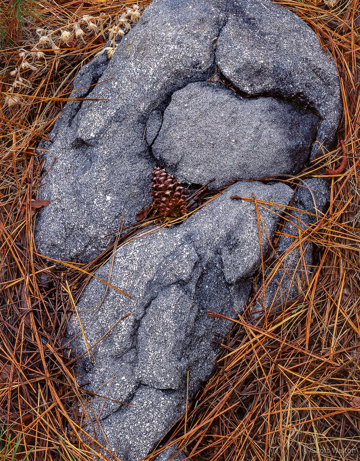 YosemiteValleyRockPineconeNeedlesVertColor.jpg