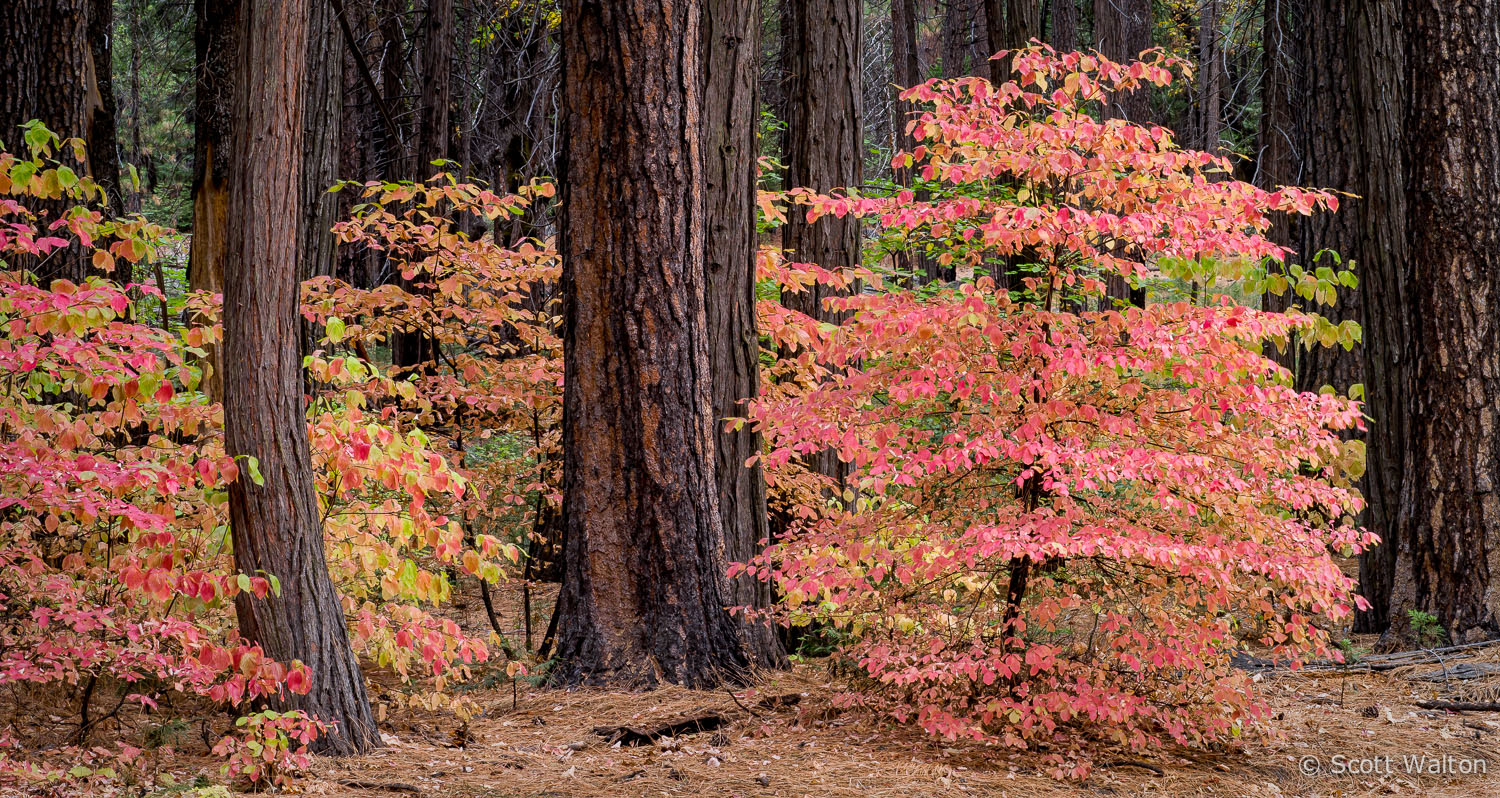 Young-Dogwoods-Autumn-Yosemite-California.jpg