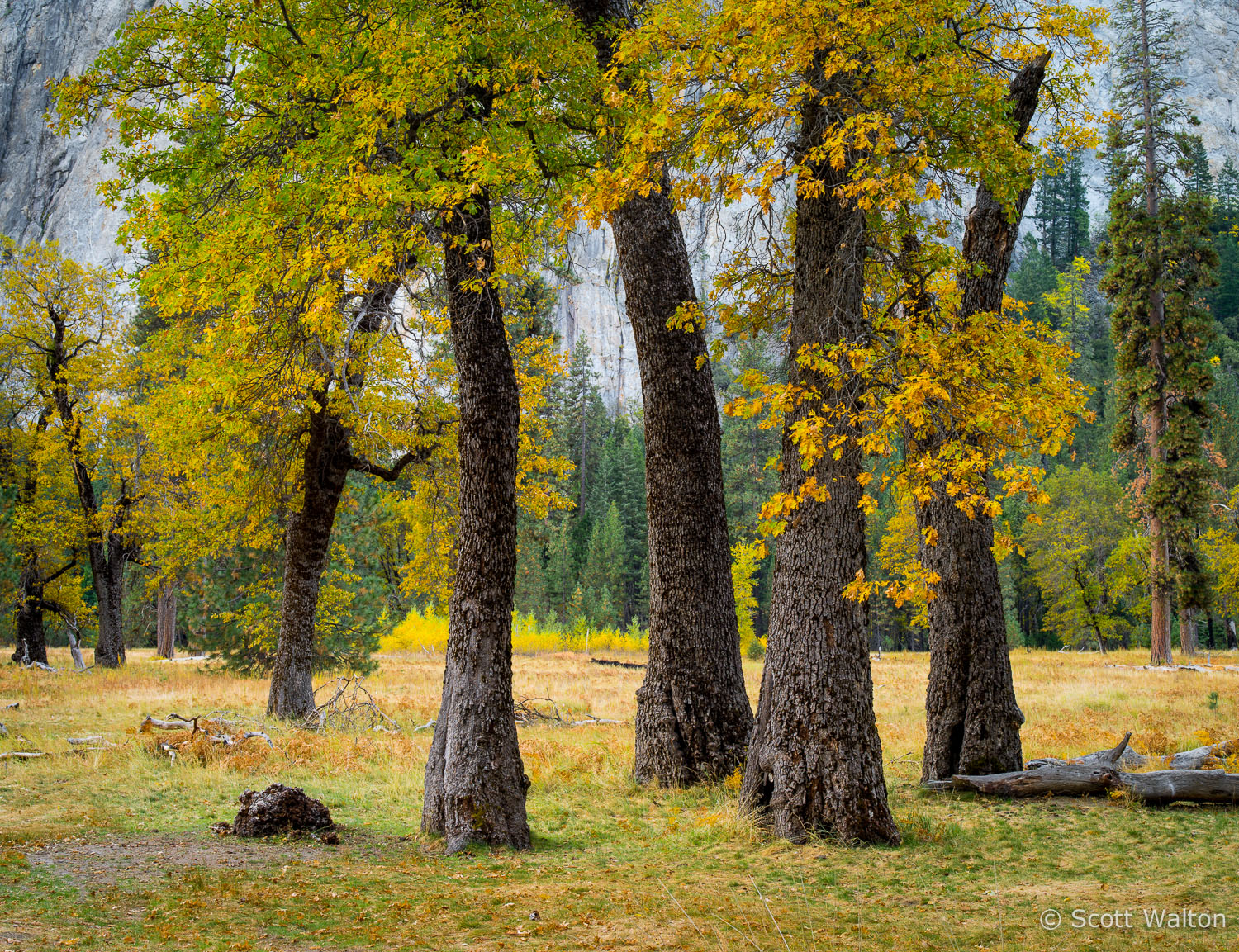 black-oak-trees-el-capitan-meadow-shade-yosemite-california.jpg