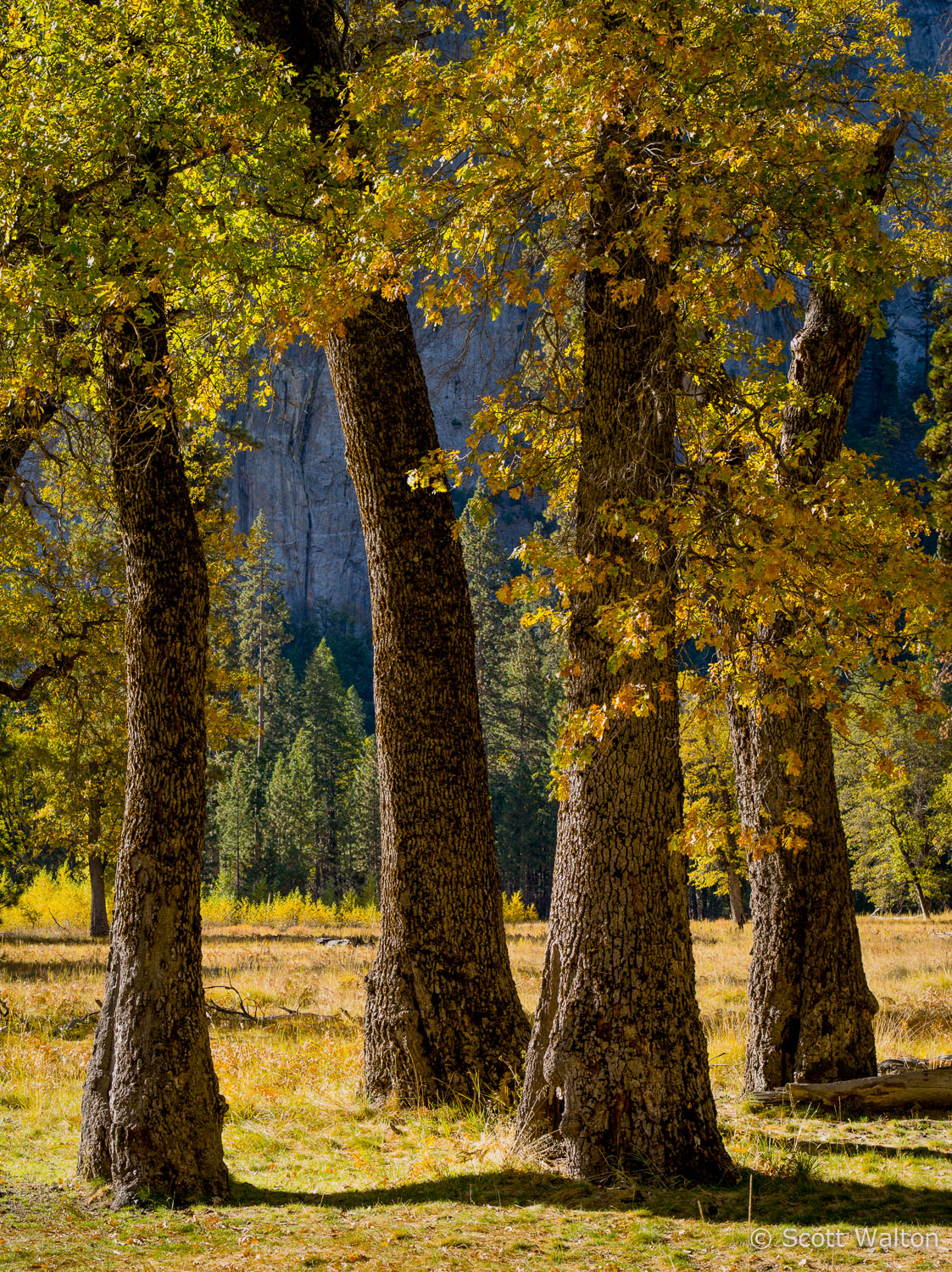 black-oak-trees-el-capitan-meadow-vertical-sunlight-yosemite-california.jpg