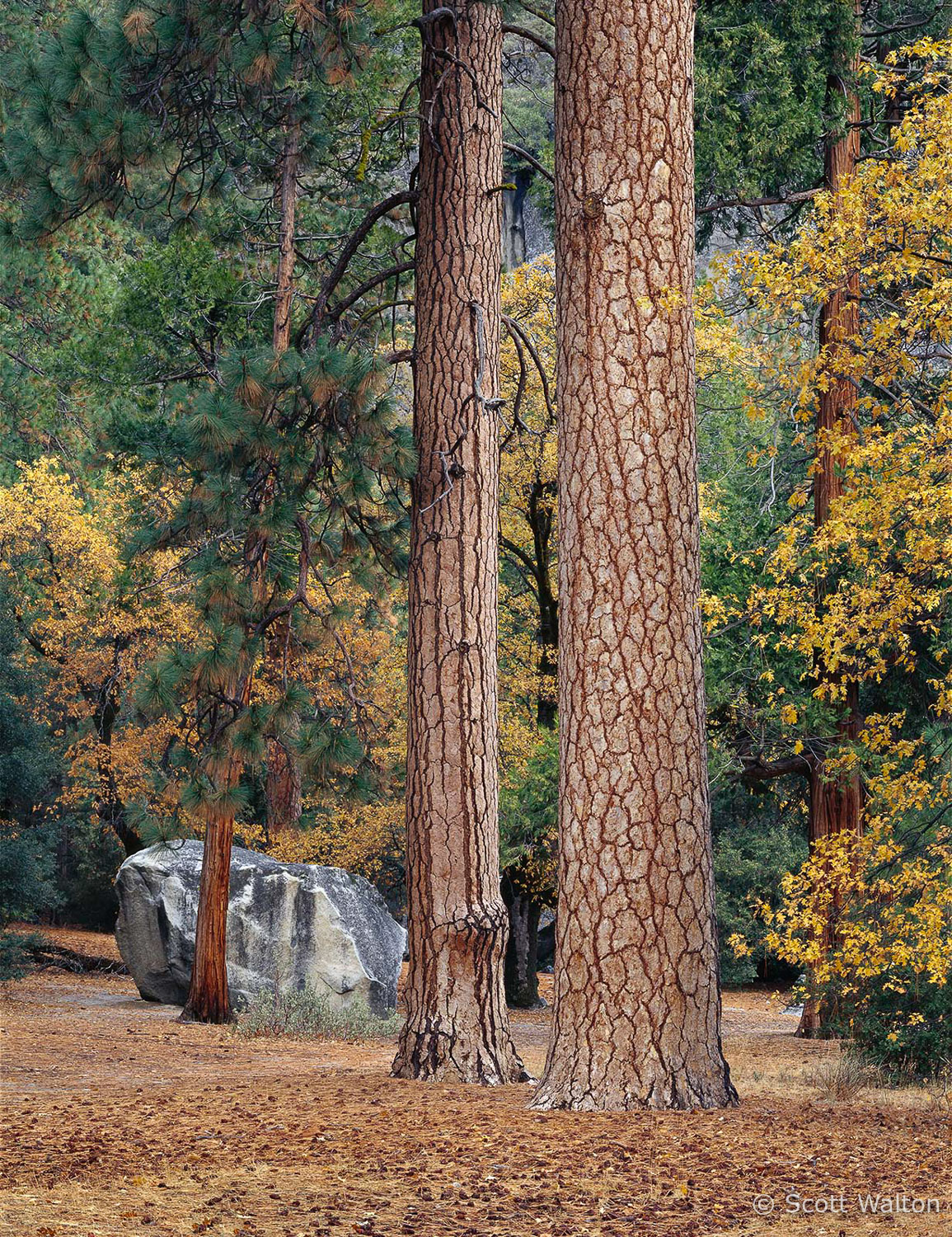 bridwell-boulder-ponderosa-forest-camp4-yosemite-california-v4-2.jpg