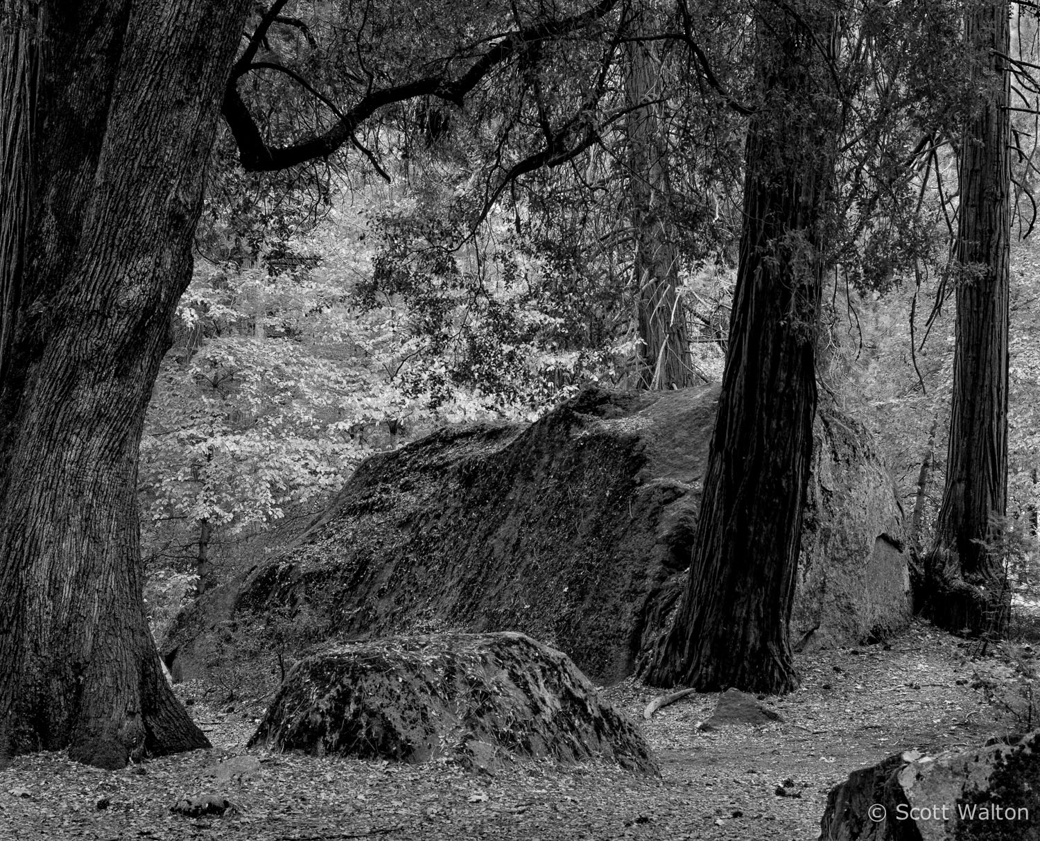 fall-forest-rock-ahwahnee-bw-yosemite-california.jpg