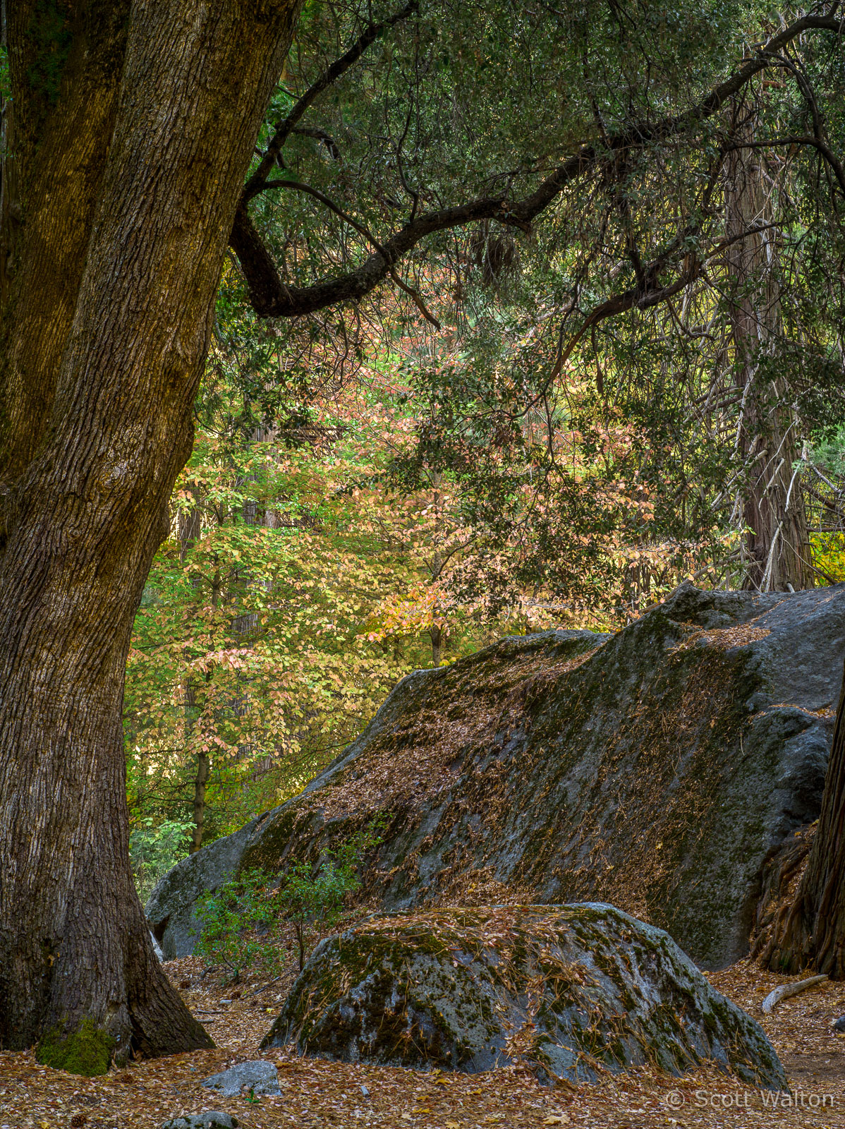 fall-forest-rock-ahwahnee-vertical-yosemite-california-Edit.jpg