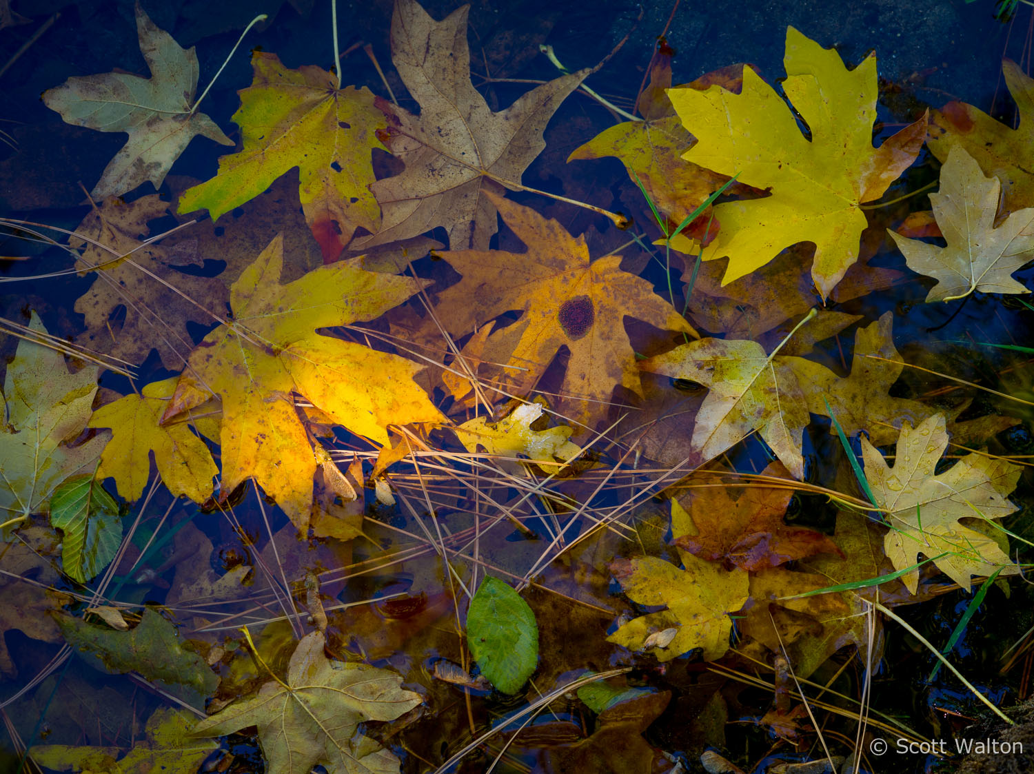 fall-leaves-merced-river-sunlight-yosemite-california.jpg