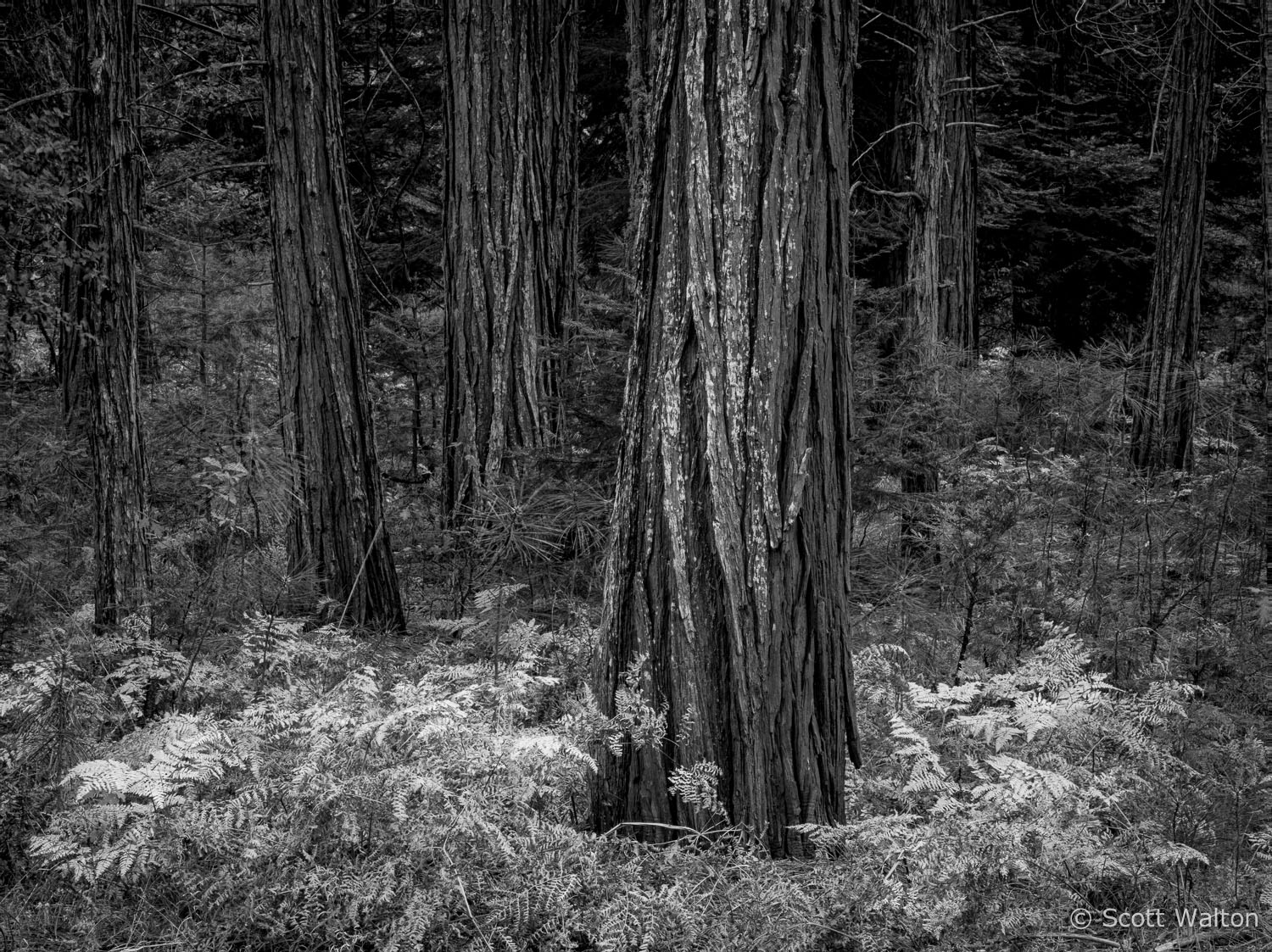 ferns-forest-detail-bw-yosemite-california.jpg