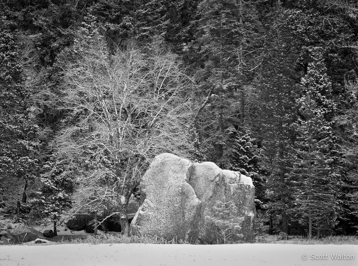 frost-covered-boulder-forest-yosemite-california.jpg