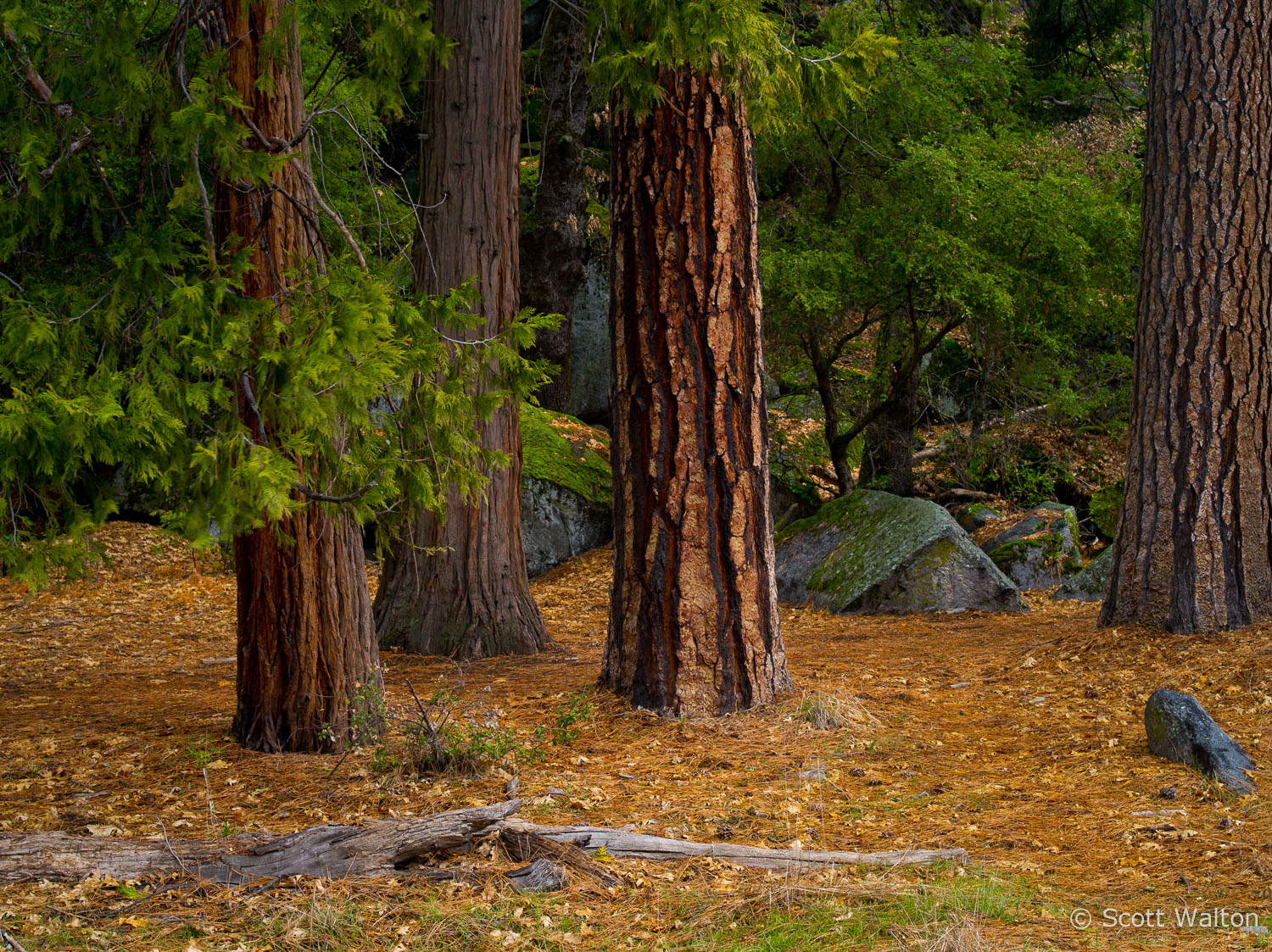 glowing-forest-detail-yosemite-california.jpg