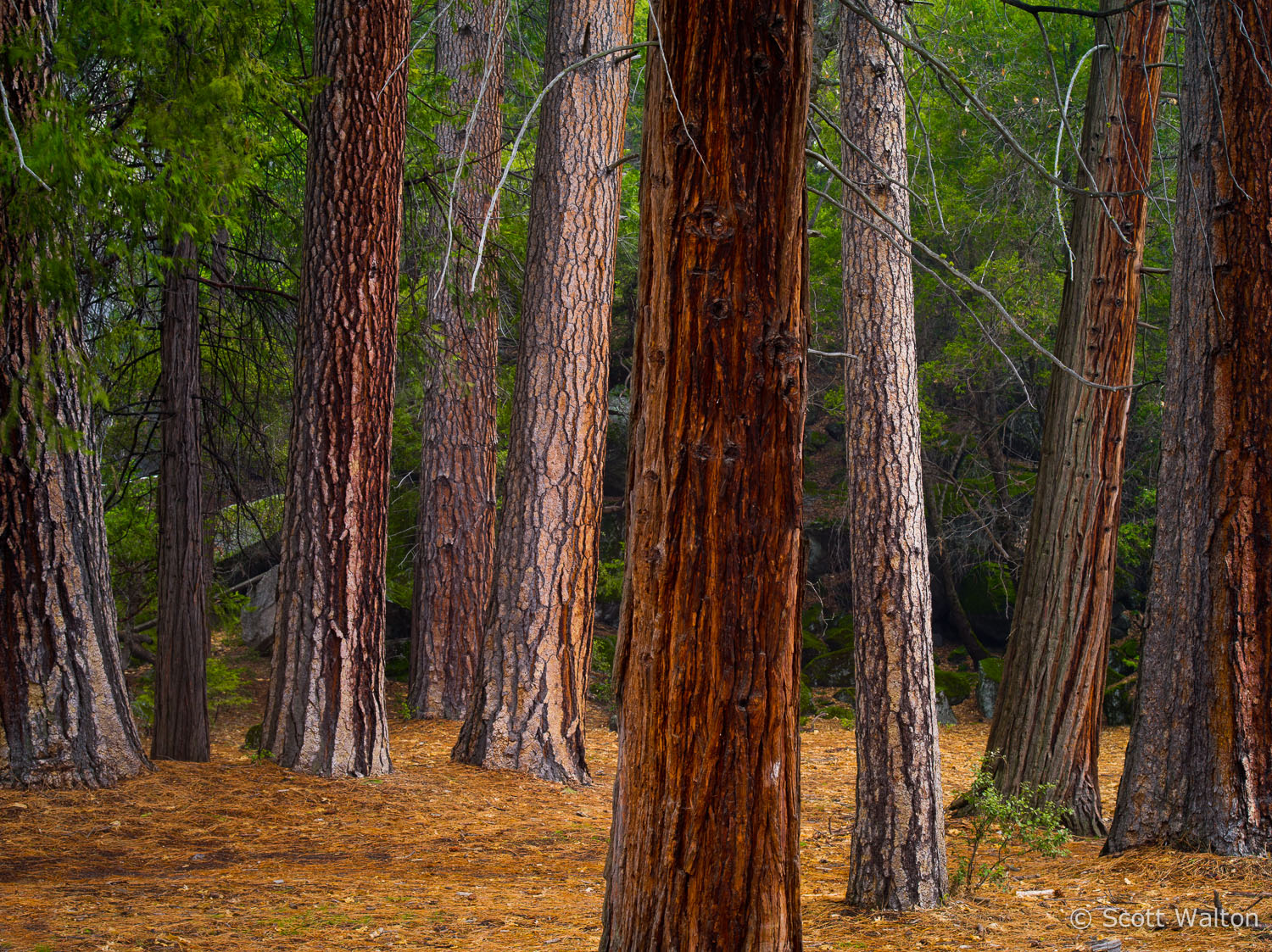 glowing-forest-detail2-yosemite-california.jpg