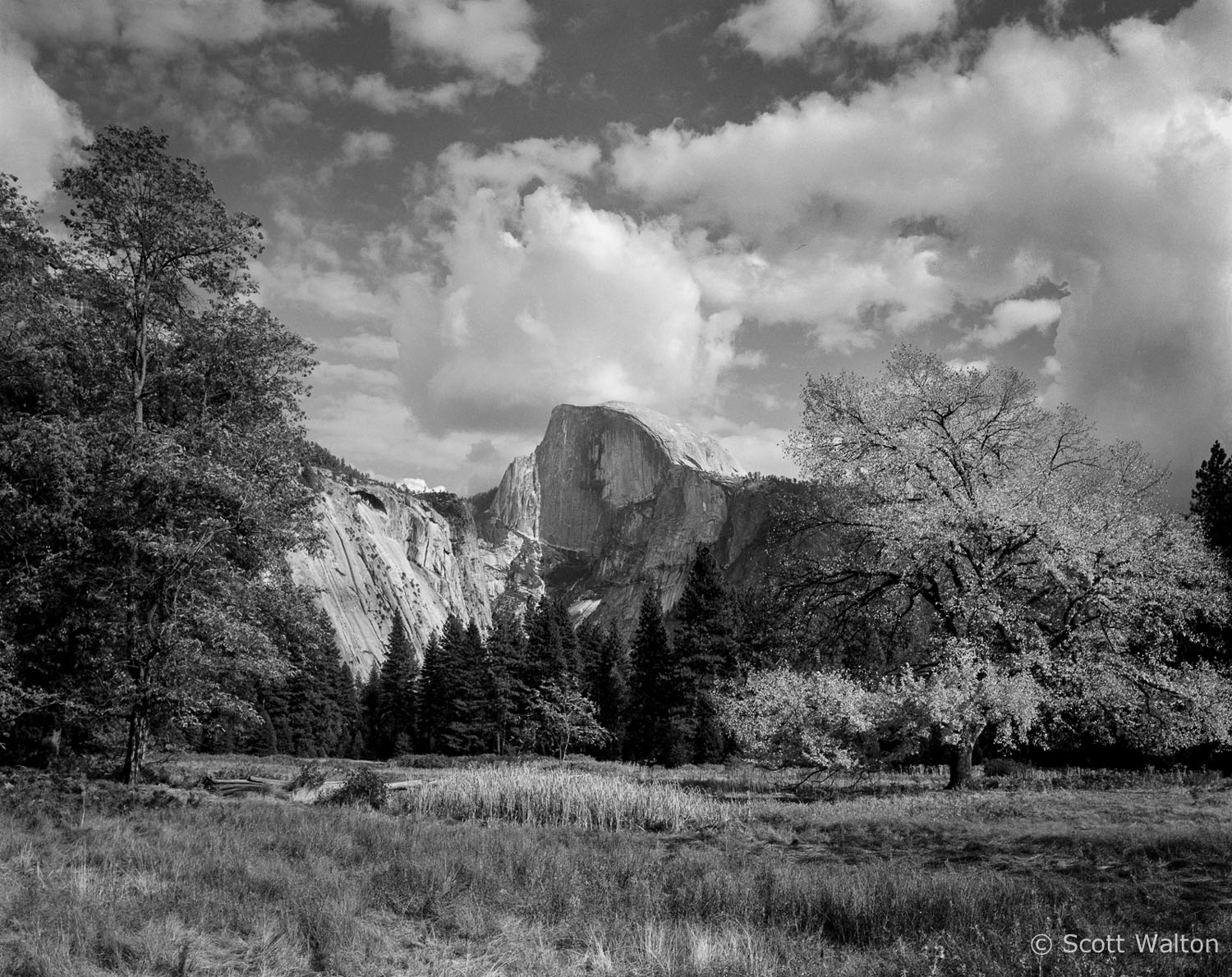 half-dome-cooks-meadow-elm-tree-yosemite-california.jpg