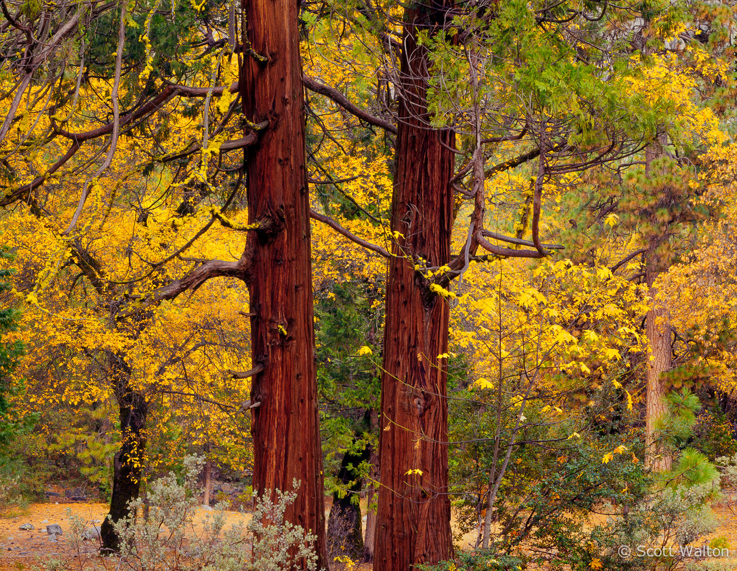 incense-cedars-fall-forest-yosemite-california.jpg