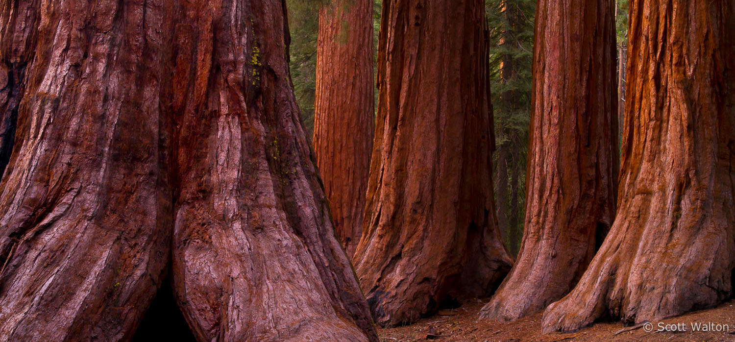mariposa-grove-giant-sequoia-bachelor-three-graces-panoramic-yosemite-california_v1.jpg
