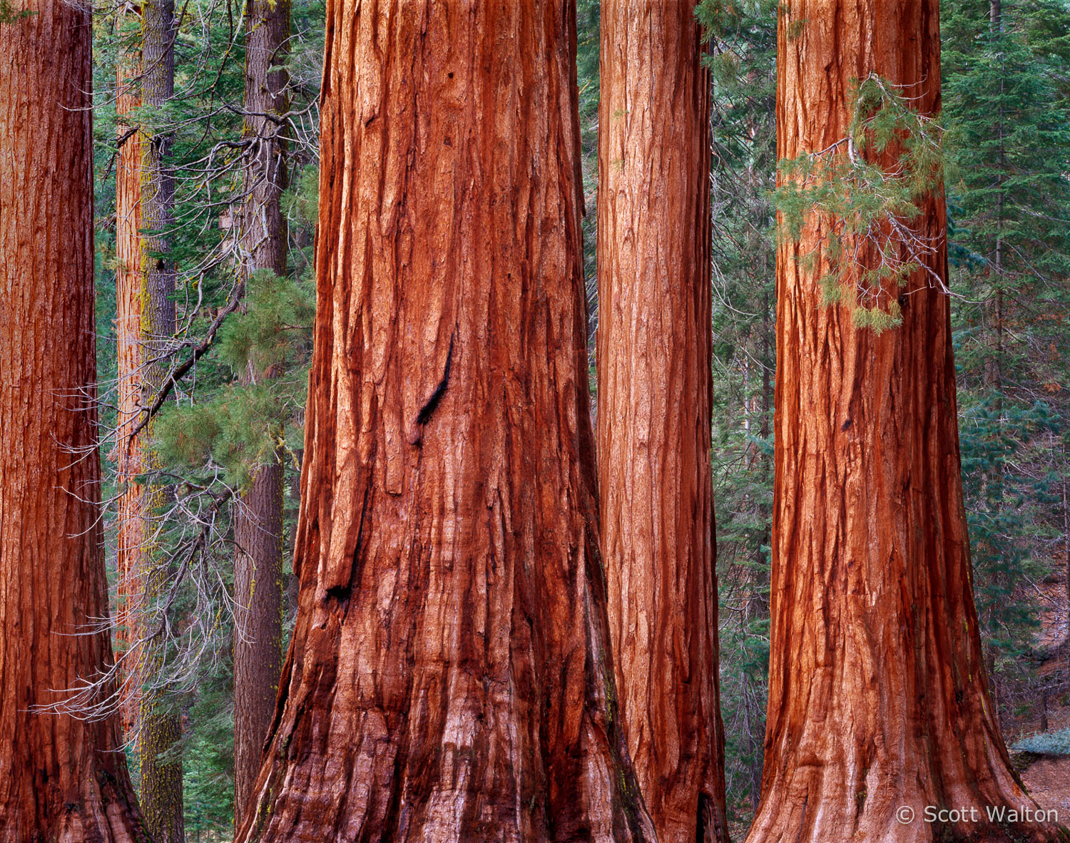 mariposa-grove-giant-sequoia-bachelor-three-graces-yosemite-california-2.jpg