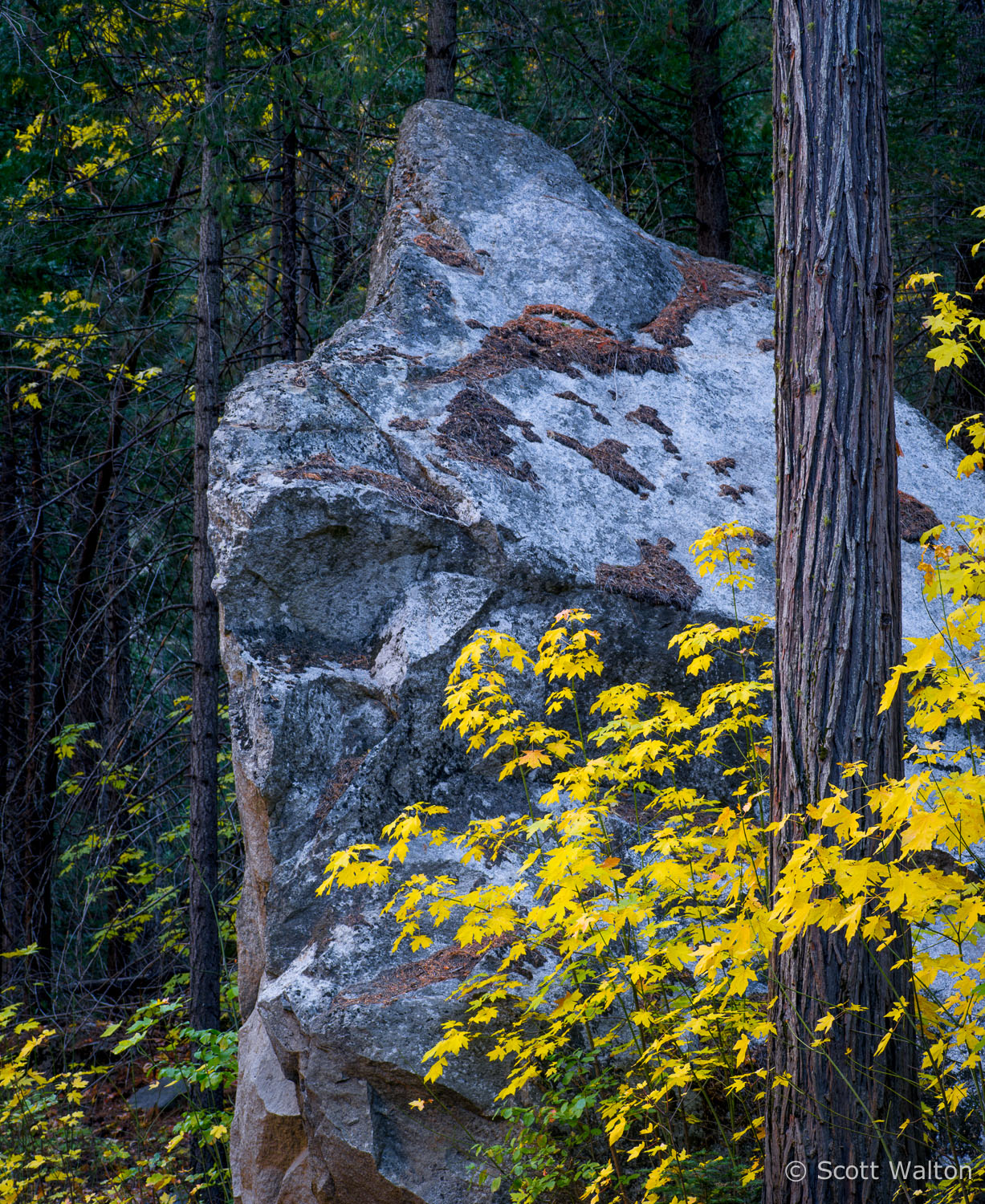 rock-tree-forest-detail-fall-yosemite-california.jpg