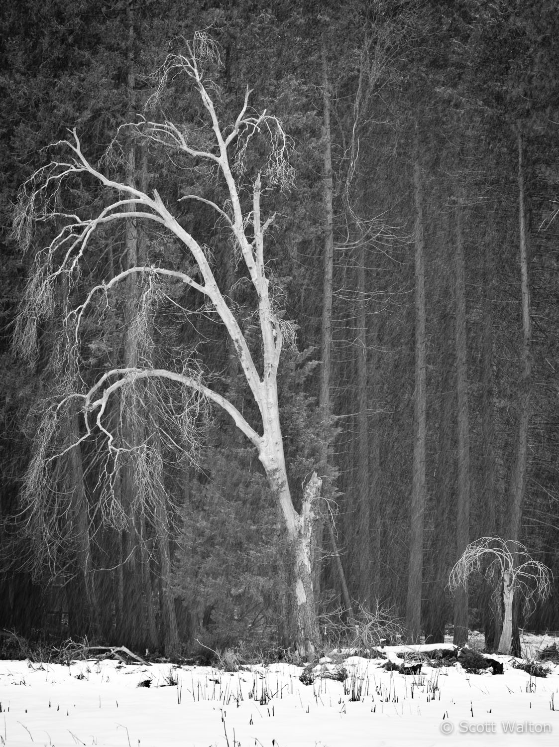 snowstorm-forest-yosemite-california.jpg
