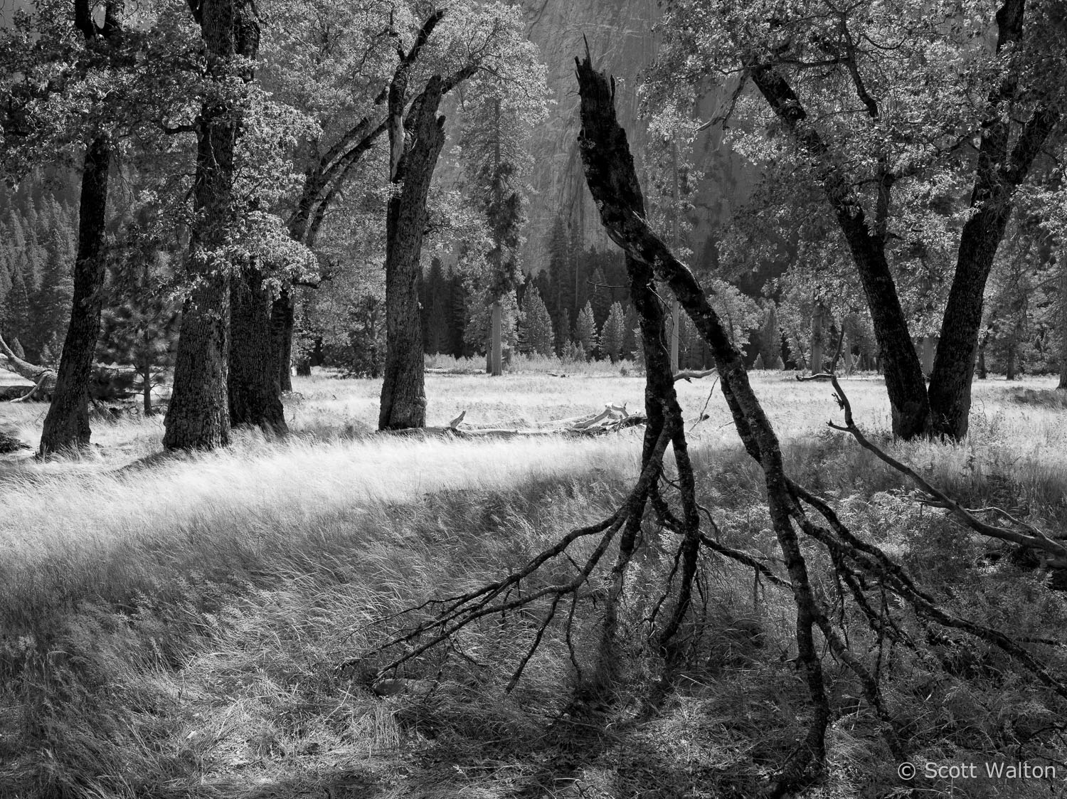 walking-black-oak-trees-snow-el-capitan-meadow-summer-yosemite-california-BW_v1.jpg