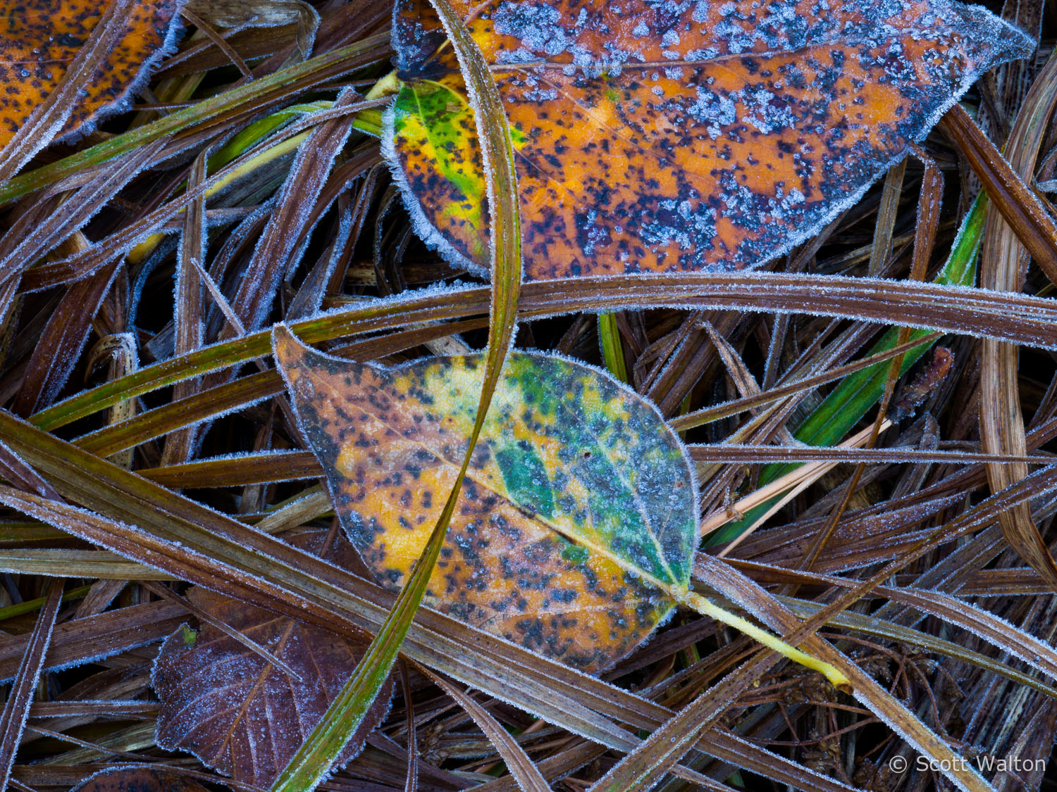 walton-frost-leaves-grass-Yosemite-California.jpg