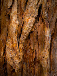 Cedar-Bark-Detail-Yosemite-California.jpg