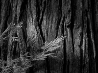 Cedar-Bark-Patterns-BW-Yosemite-California.jpg