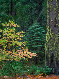 Dogwood-Forest-Detail-Yosemite-California.jpg