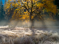 Elm-Fog-Beams-Frost-Cooks-Meadow-Yosemite-California.jpg