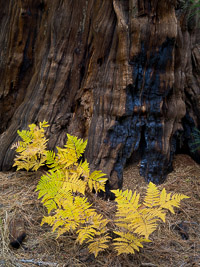 Ferns-Forest-Burn-Fall-Yosemite-California.jpg