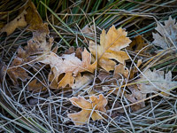 Frost-Covered-Leaves-Cooks-Meadow-Yosemite-California.jpg