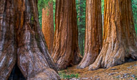 Giant-Sequoia-Mariposa-Grove-Pano-Yosemite-California.jpg