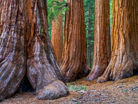 Giant Sequoia, Mariposa Grove Giant-Sequoia-Mariposa-Grove-Yosemite-California.jpg