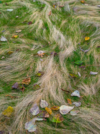 Grass-and-Leaves-Fall-lg-Yosemite-California.jpg