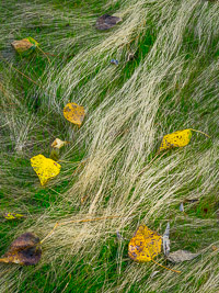 Grass-and-Leaves-Fall-med-Yosemite-California.jpg