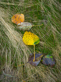 Grass-and-Leaves-Fall-sm-Yosemite-California.jpg